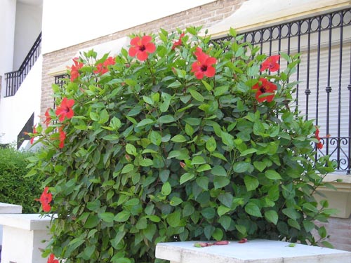 Hibiscus Tree Picture by Adam Smith